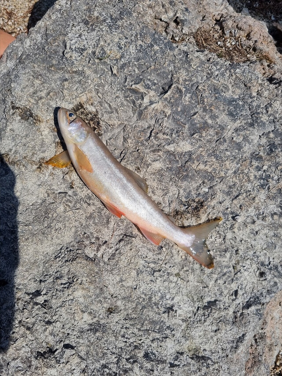 Arctic Char