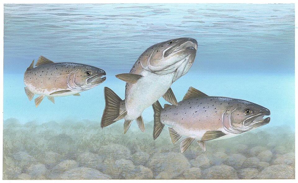 Atlantic Salmon