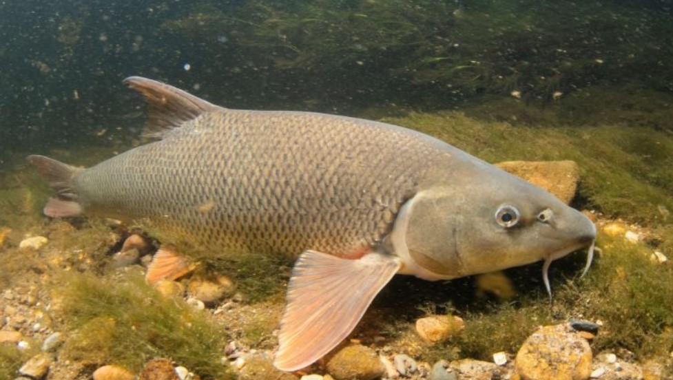 Barbel