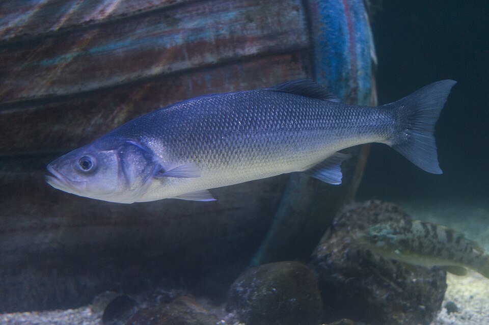 European Bass