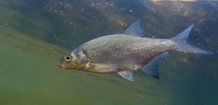 Bream