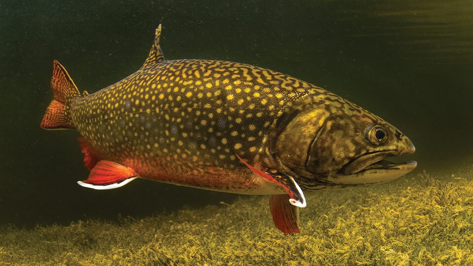 Brook Trout (American Brook Charr)