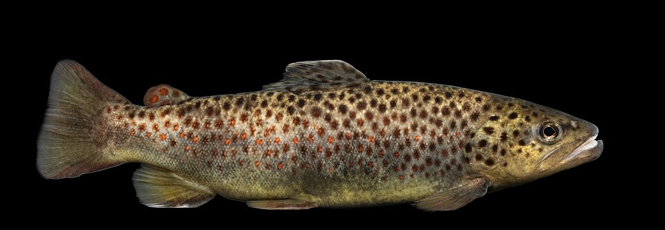Brown Trout