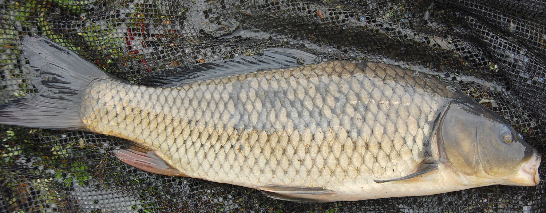 Carp