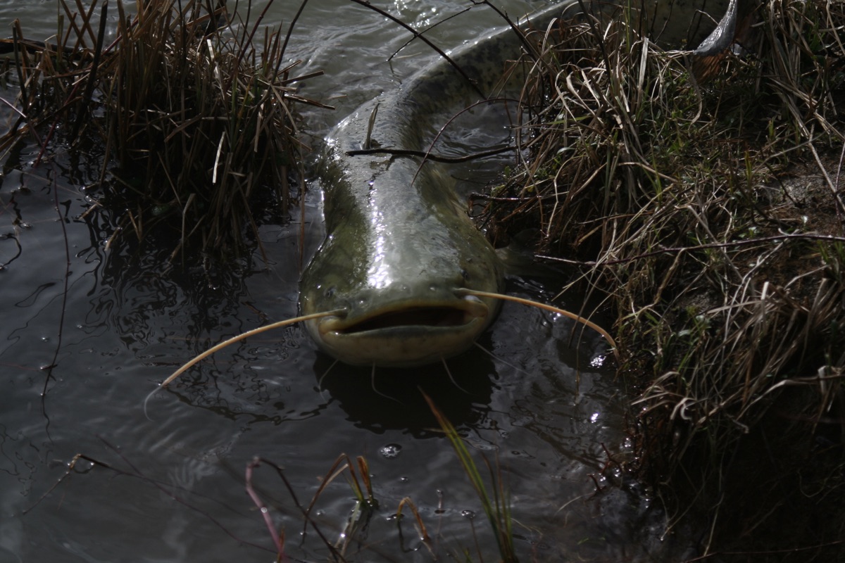 Catfish (Wels)