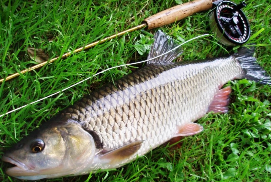 Chub (on Fly)