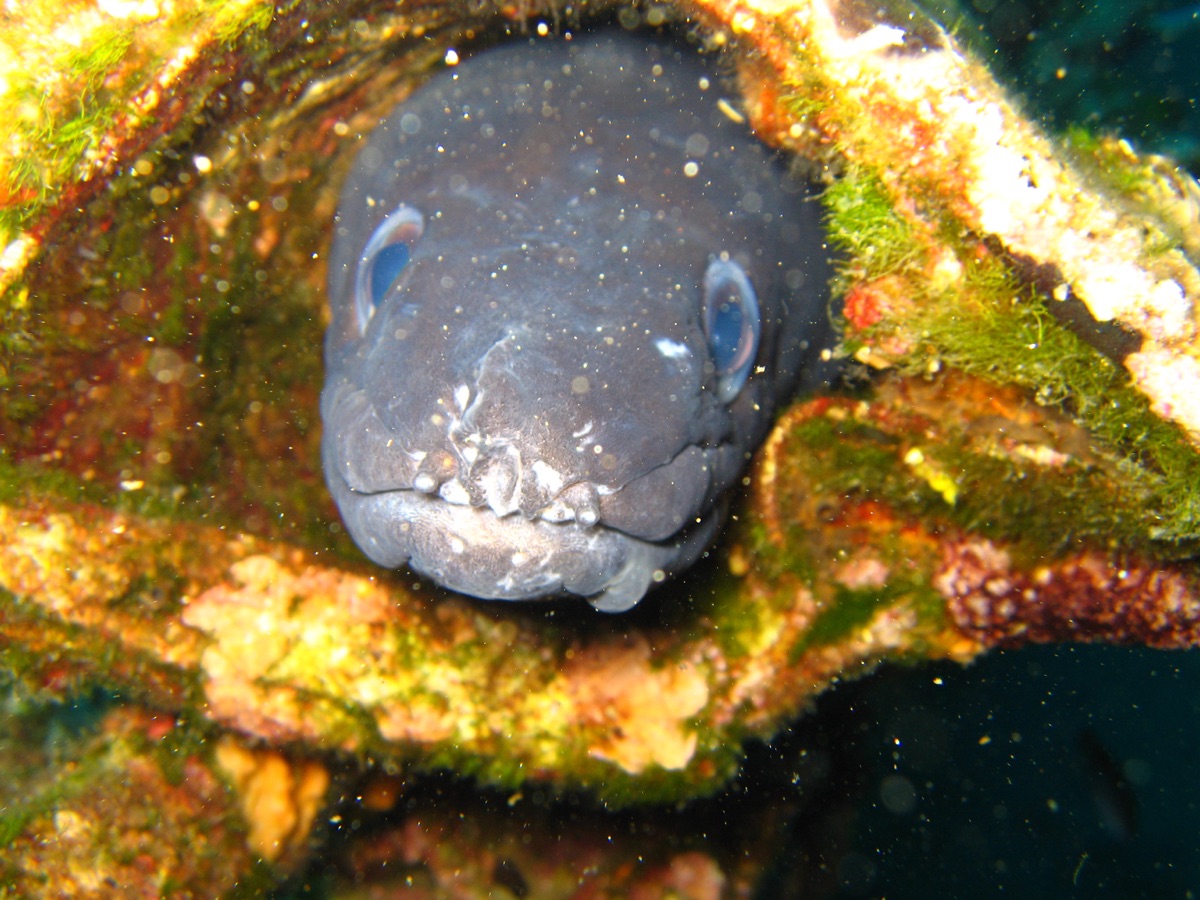 Conger