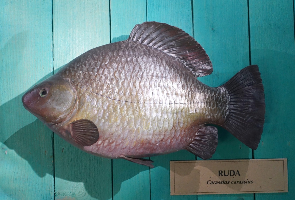 Crucian Carp