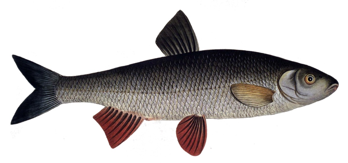 Dace