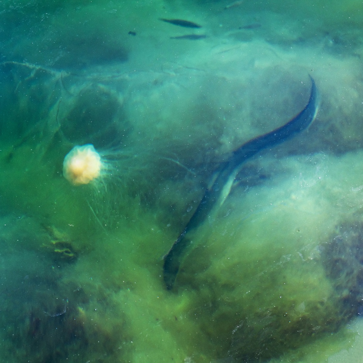 Eel
