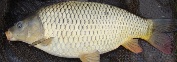F1 Carp