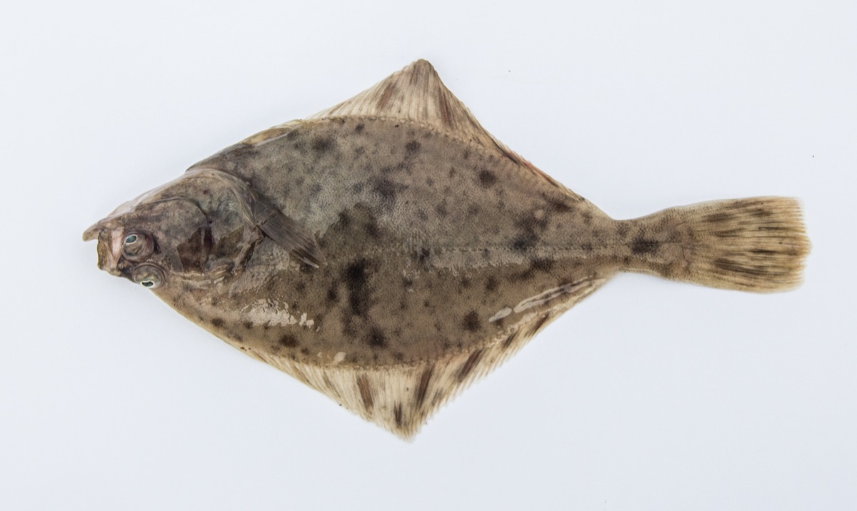 Flounder