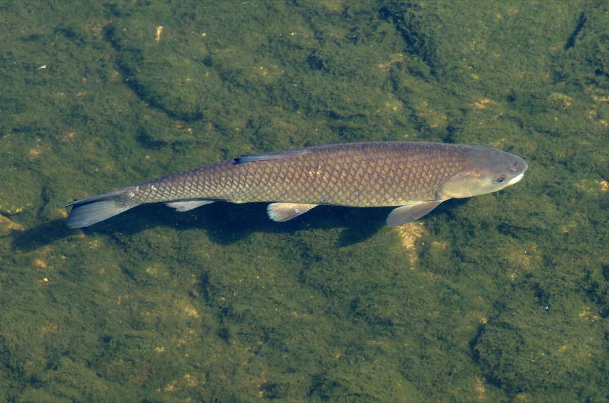 Grass Carp