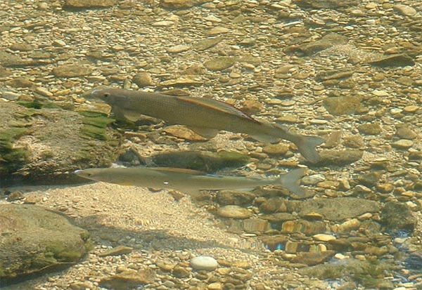 Grayling