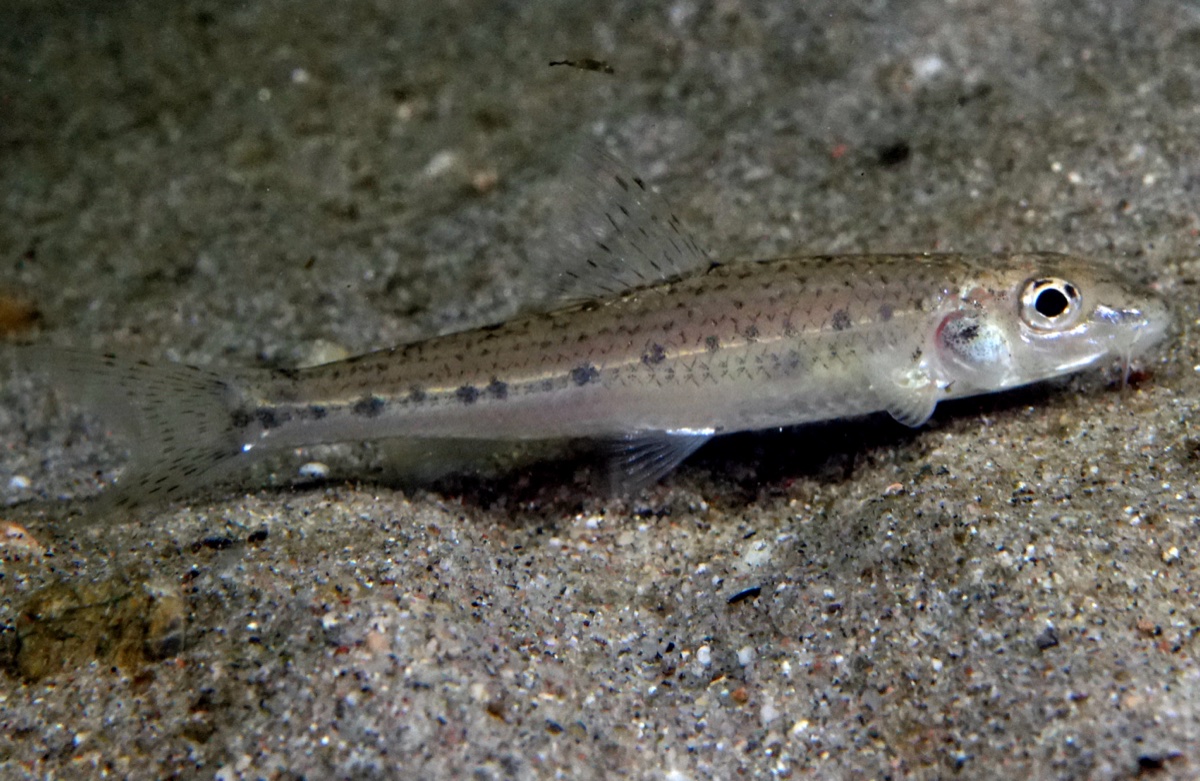 Gudgeon