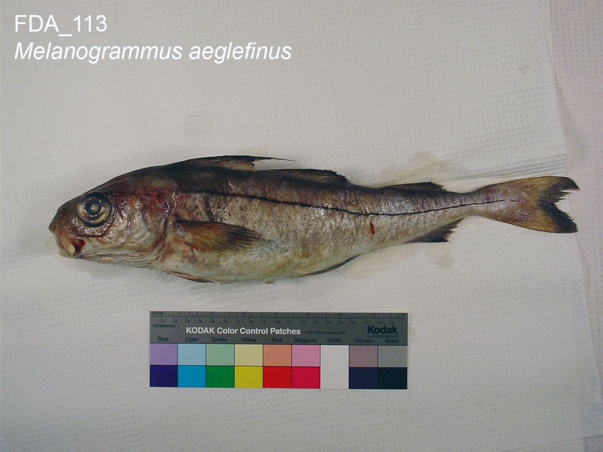 Haddock