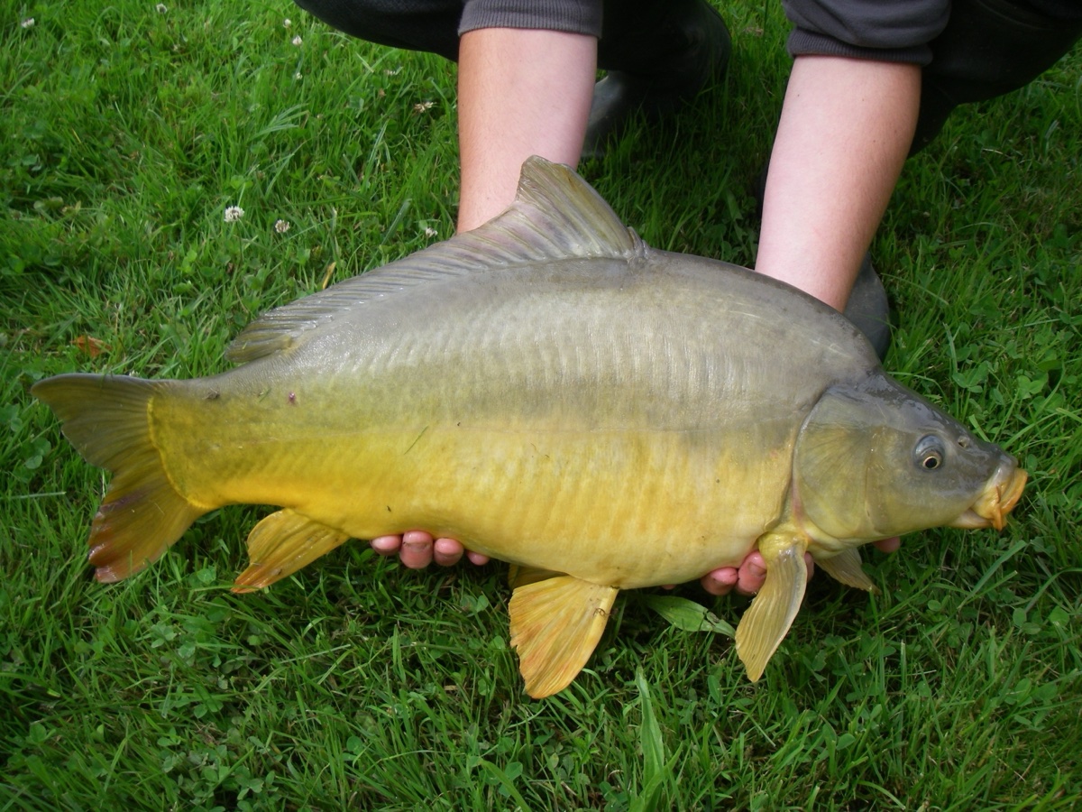 Leather Carp