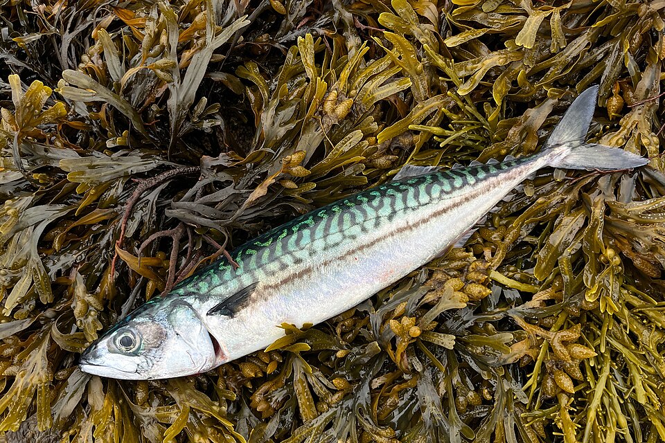 Mackerel