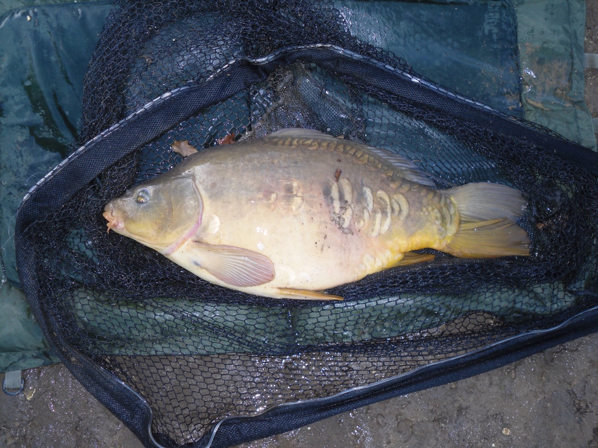 Mirror Carp