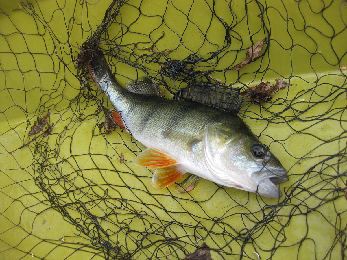 Perch (on Fly)