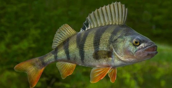 Perch