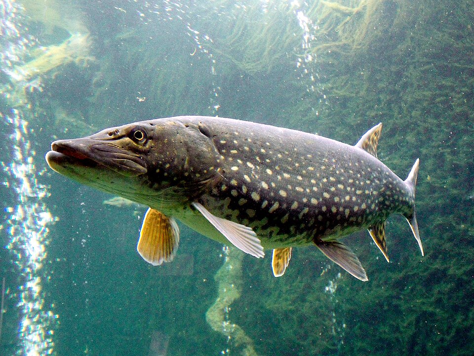 Pike (on Fly)