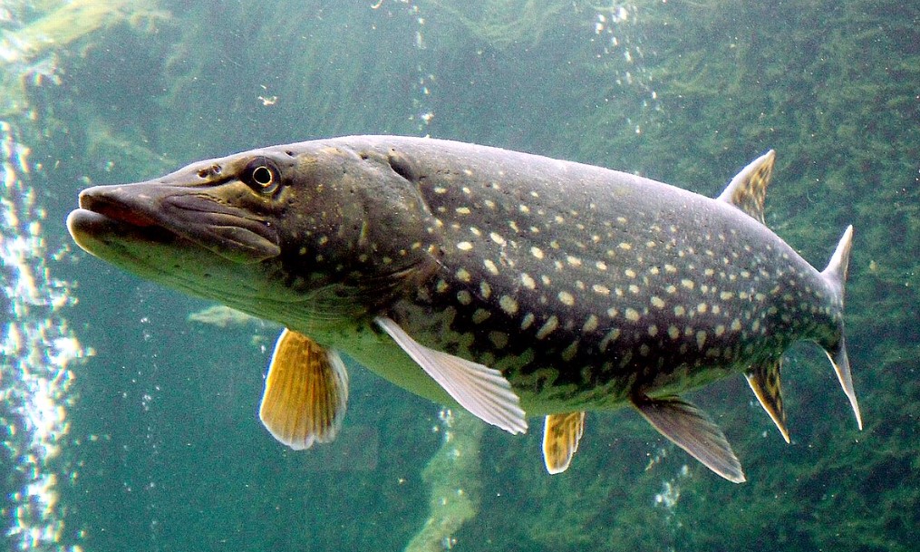 Pike
