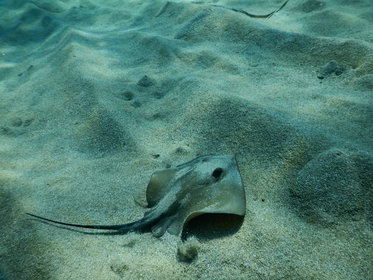 Thornback Ray