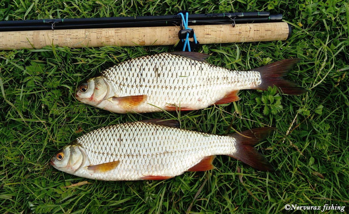 Roach (on Fly)