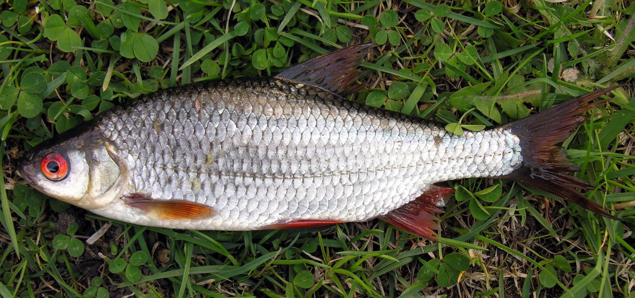 Roach