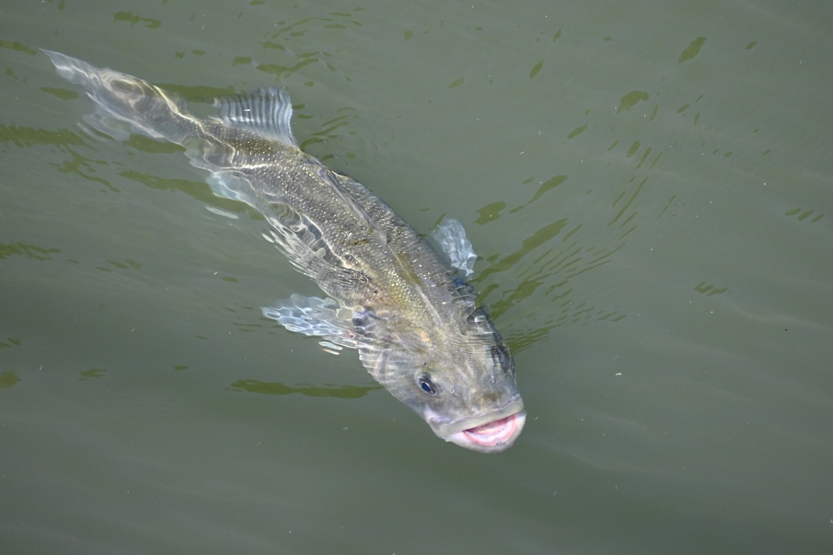 Sea Bass
