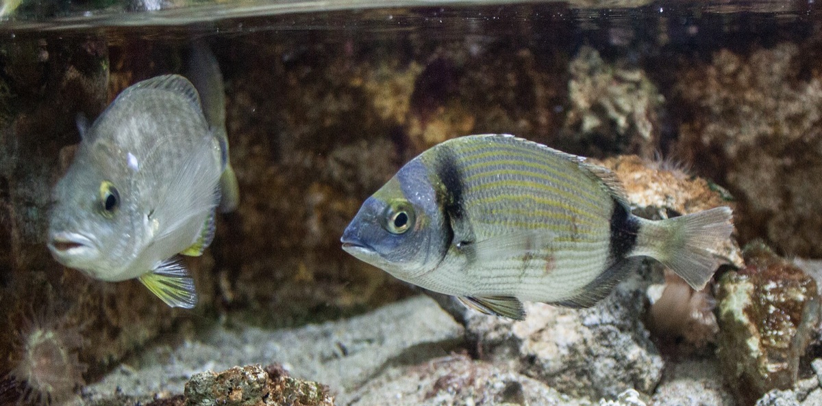 Sea Bream