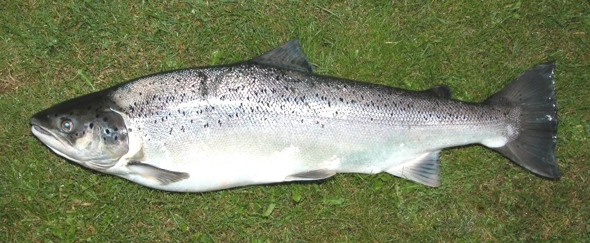 Sea Trout