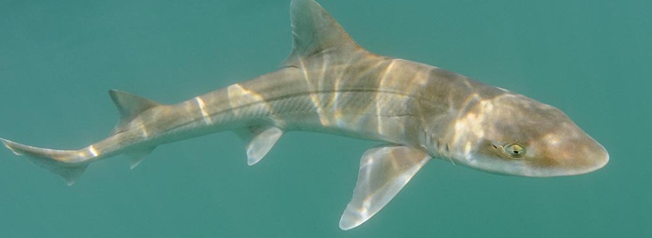 Smoothhound