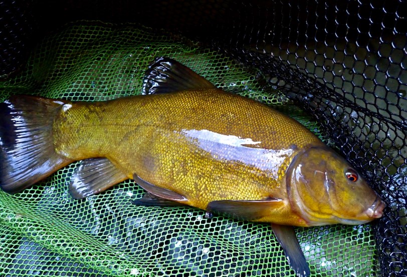 Tench