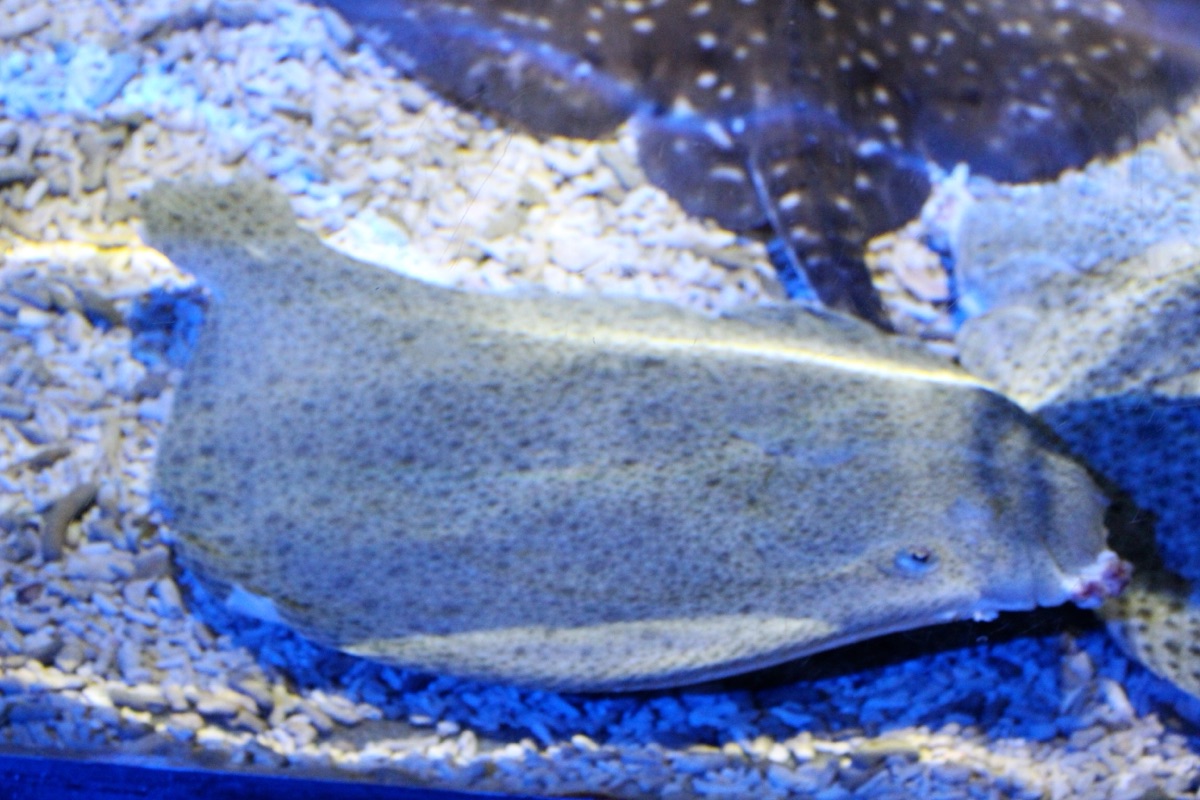 Turbot