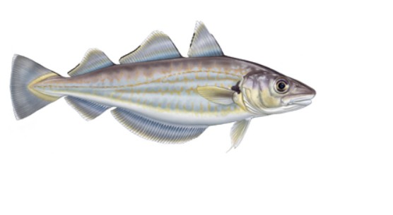 Whiting