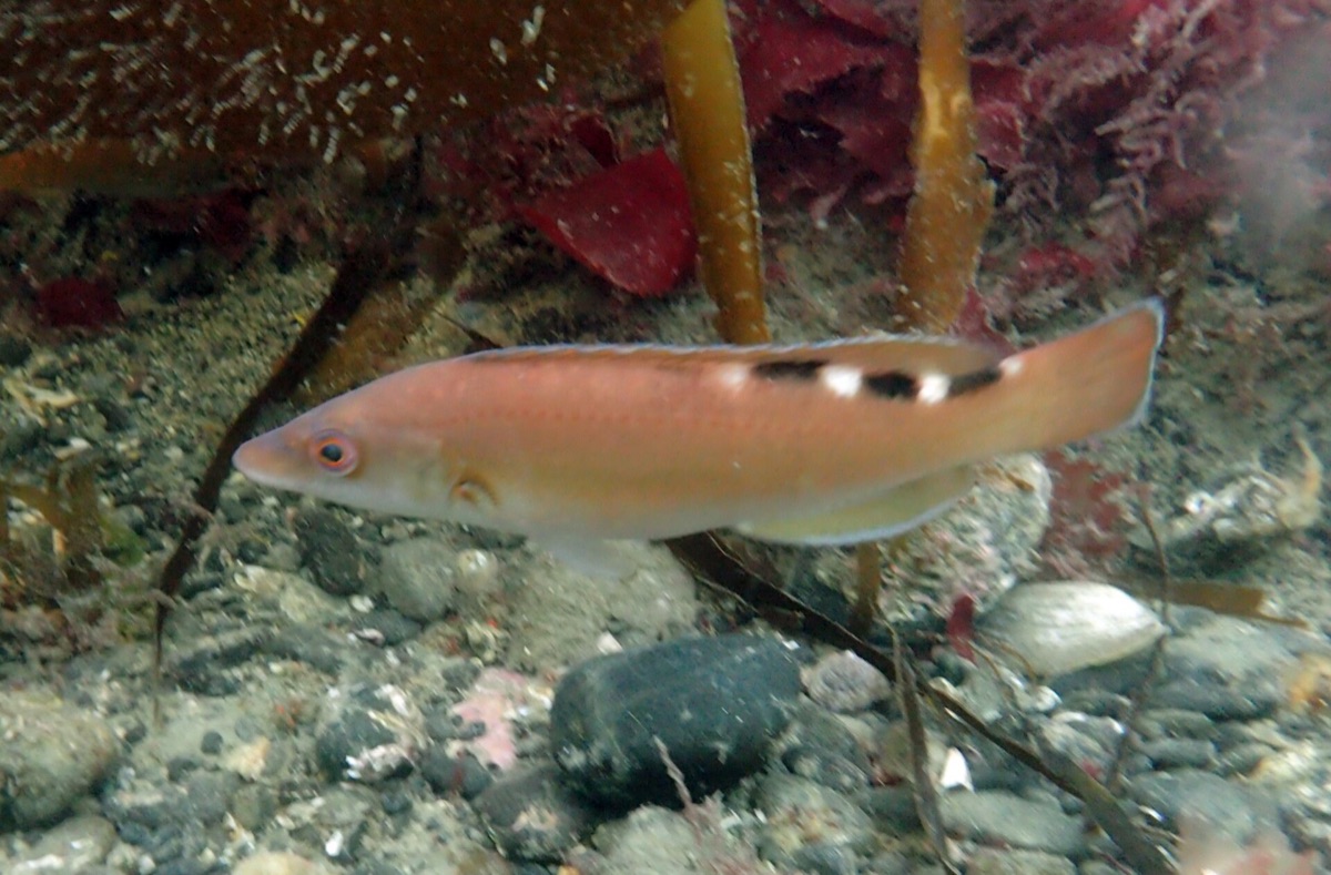 Wrasse